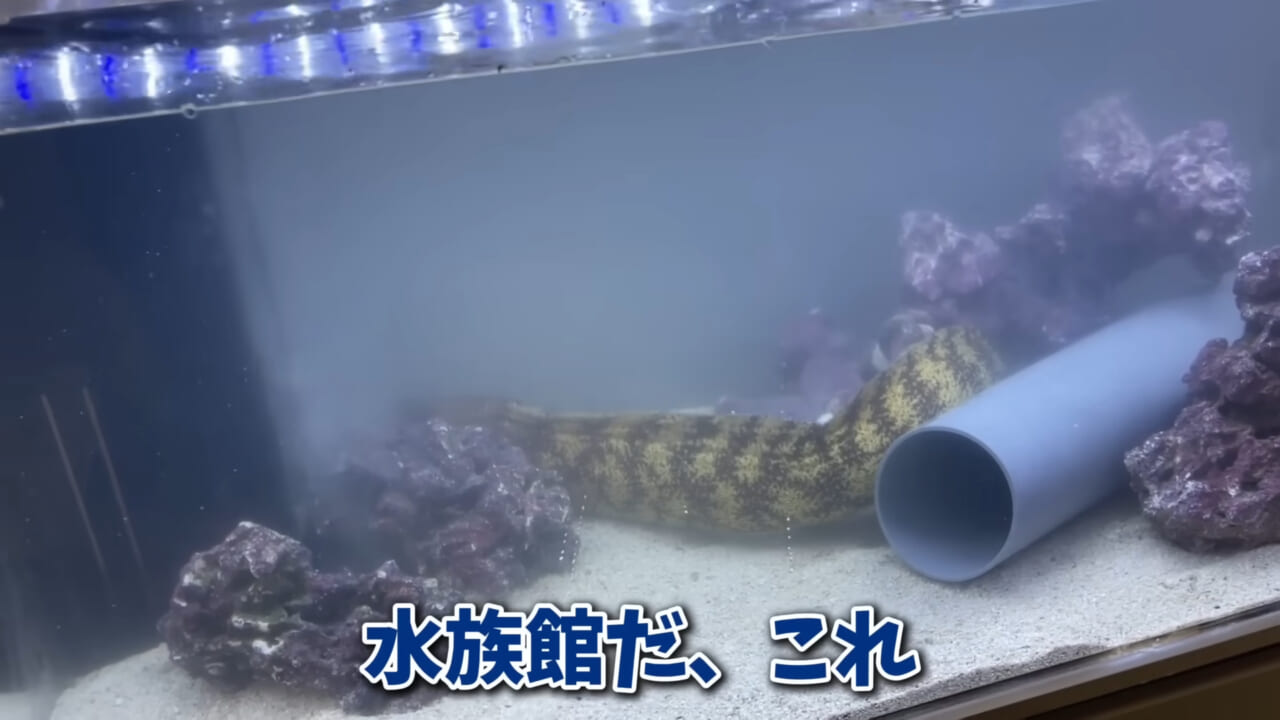 |「そんなことあるかぁ!」鮮魚店で売っていた『ウツボ』をペットにしたらヤバすぎた。衝撃の飼育シーンに話題殺到。