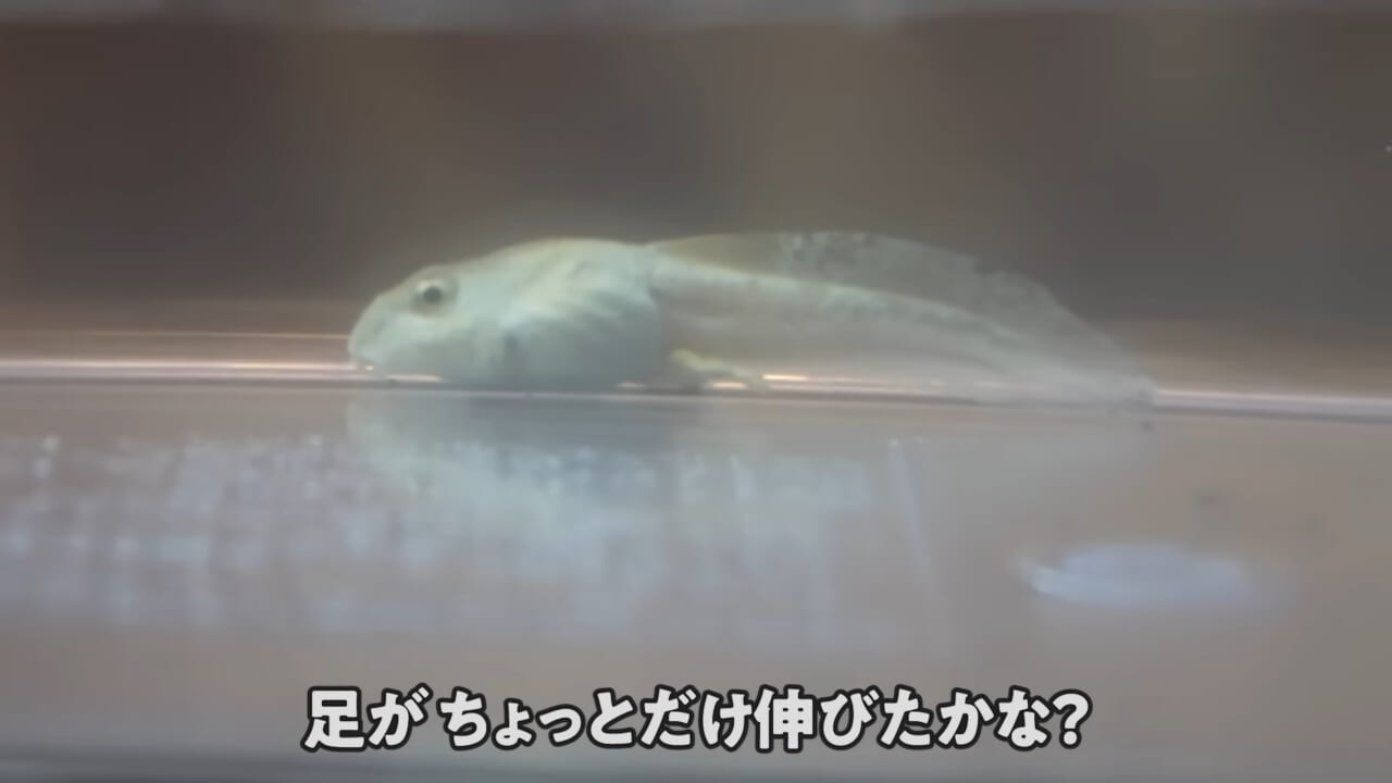 |「ヤバい、突然変異です」捕まえた『白いオタマジャクシ』を育ててみたらまさかの…。「何色のカエルになるのか、検証します」