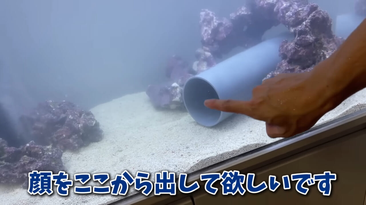 ｜「そんなことあるかぁ！」鮮魚店で売っていた『ウツボ』をペットにしたらヤバすぎた。衝撃の飼育シーンに話題殺到。