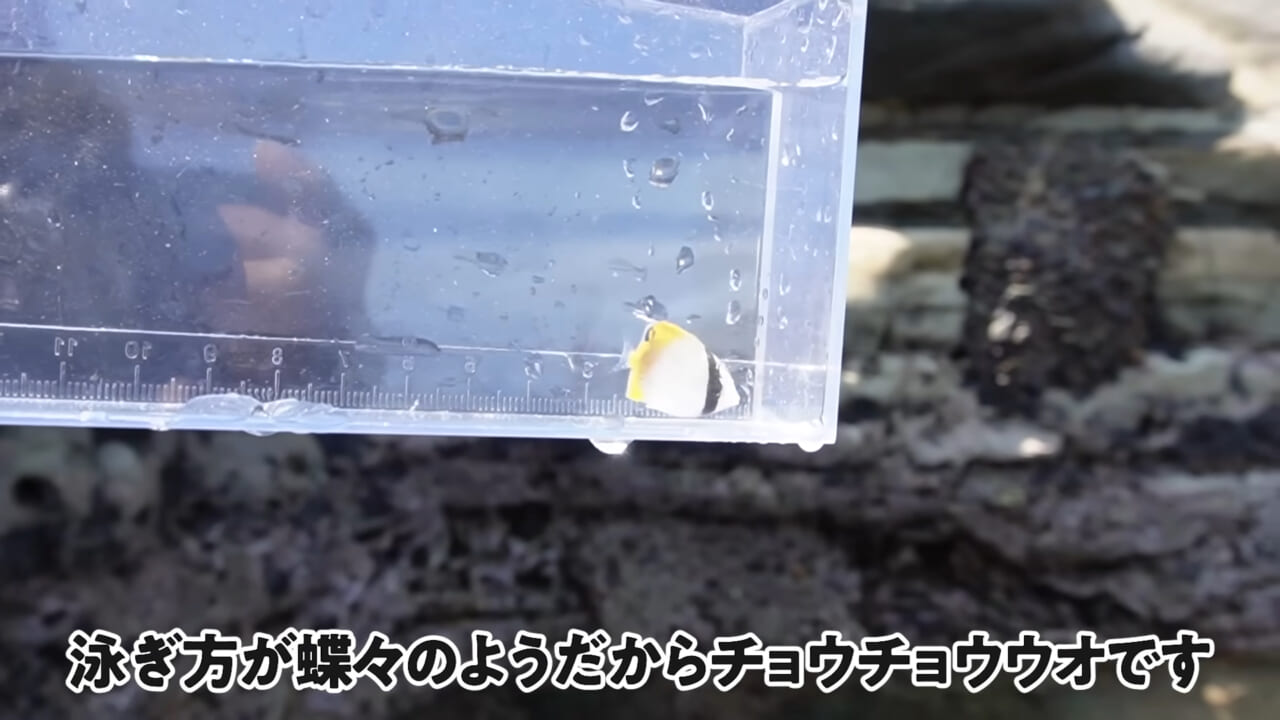|「嚙まれたらエグれる…」「アレの匂い」海のプールに取り残された『モンスター』を捕獲。実際に食べてみた結果。