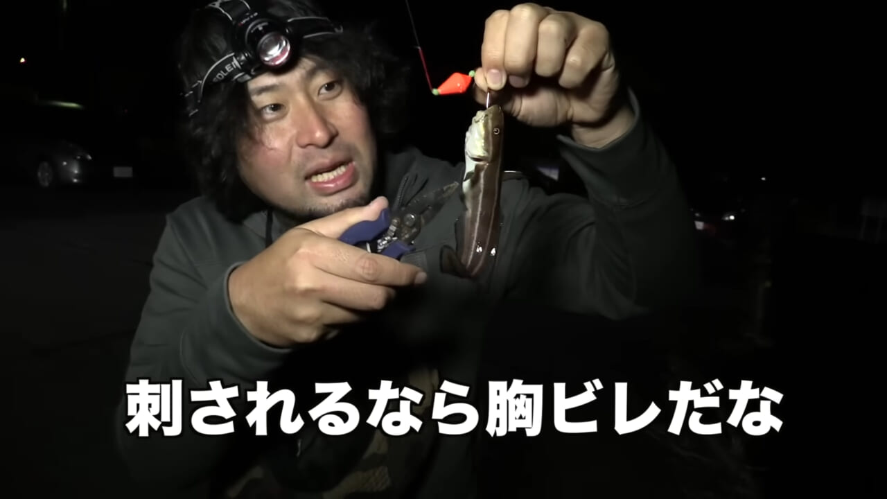 |「身体張りすぎやん…」「刺されて検証」毒魚”ゴンズイ”に刺されたら入浴剤で治るは本当なのか…
