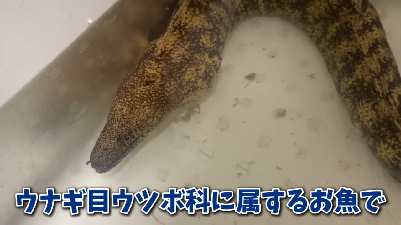 ｜「そんなことあるかぁ！」鮮魚店で売っていた『ウツボ』をペットにしたらヤバすぎた。衝撃の飼育シーンに話題殺到。