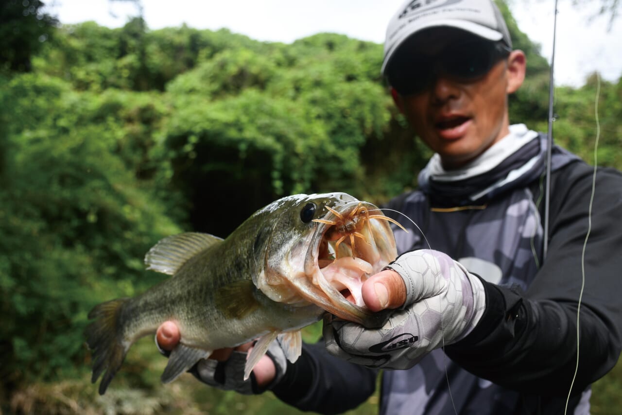 |夏の高滝湖をトップでハメる!オリキン流ボイル攻略とエリア選択の思考法