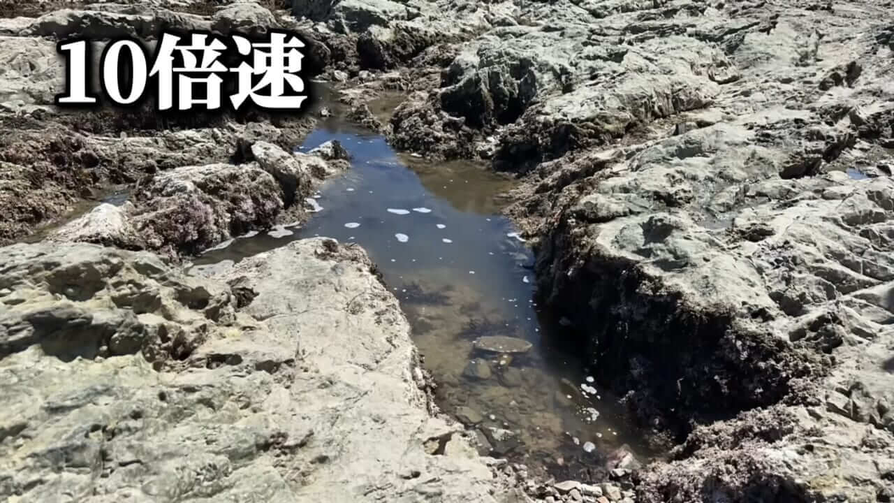 ｜「コレ、普通に捕まります」“磯の水”を全部抜いたら、出てきたものがヤバすぎた。「海保に通報です」