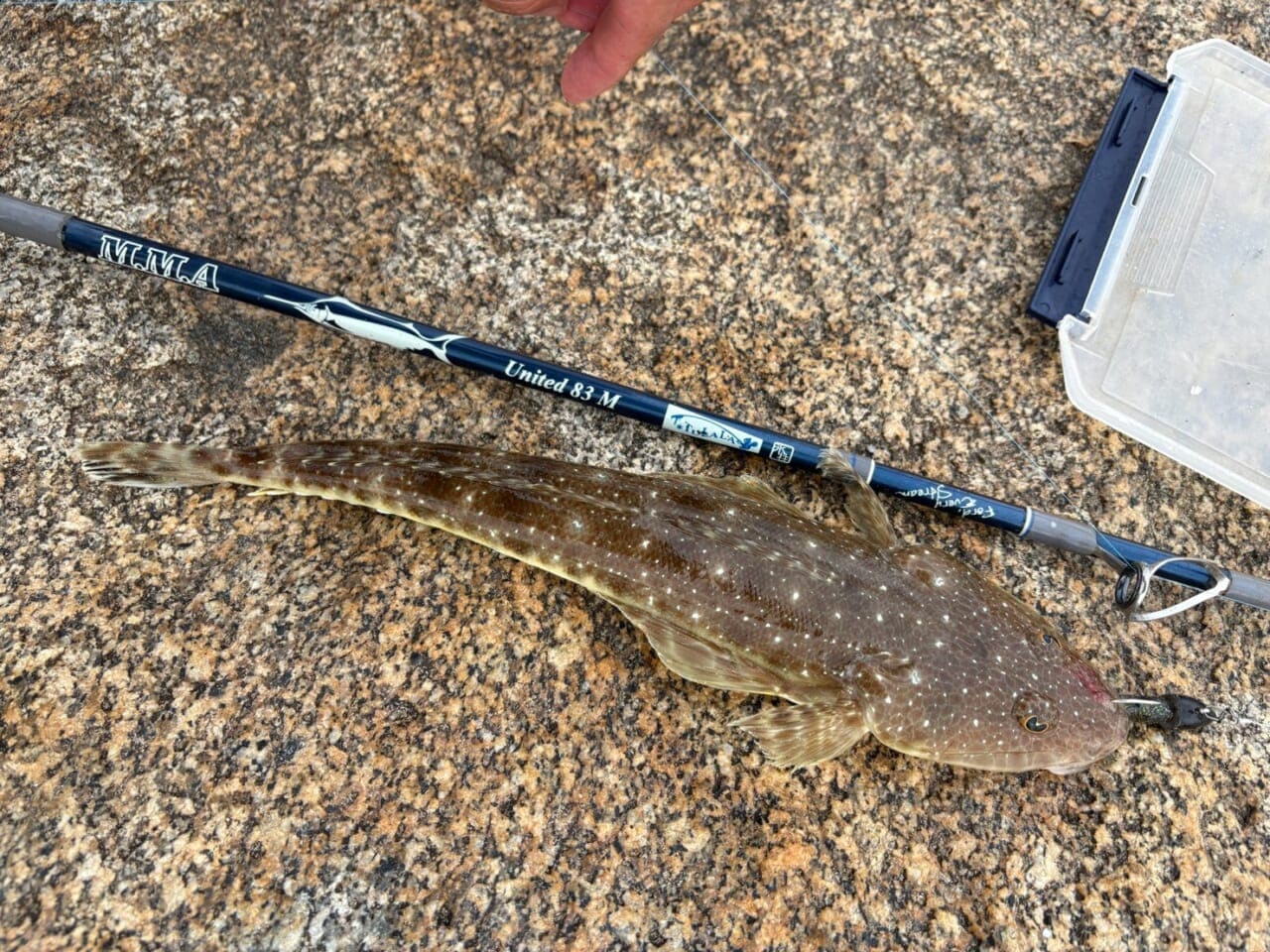 |「超珍しい」野生のコアラに遭遇!釣って、走って、出会った2800km。オーストラリア・メルボルンロードトリップ。