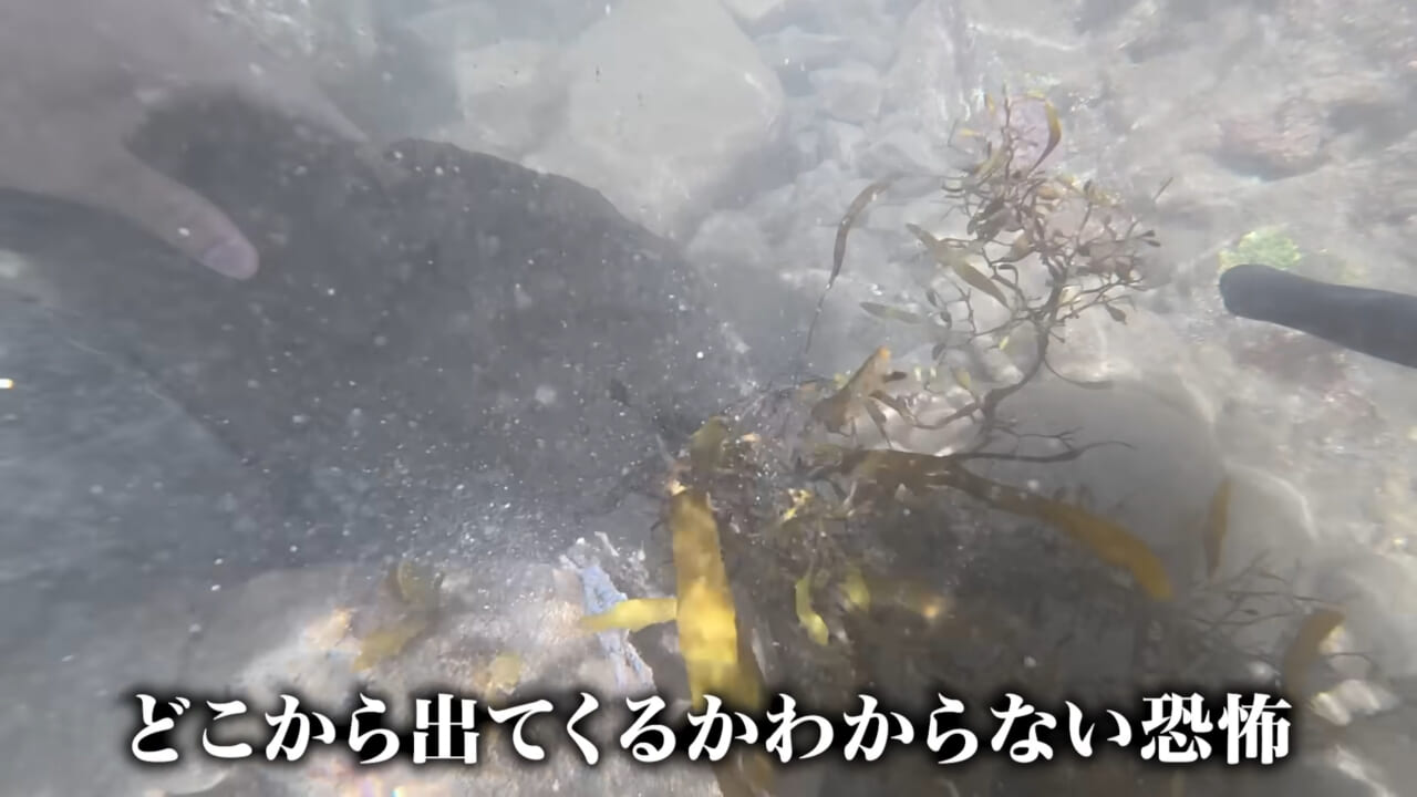 |「嚙まれたらエグれる…」「アレの匂い」海のプールに取り残された『モンスター』を捕獲。実際に食べてみた結果。
