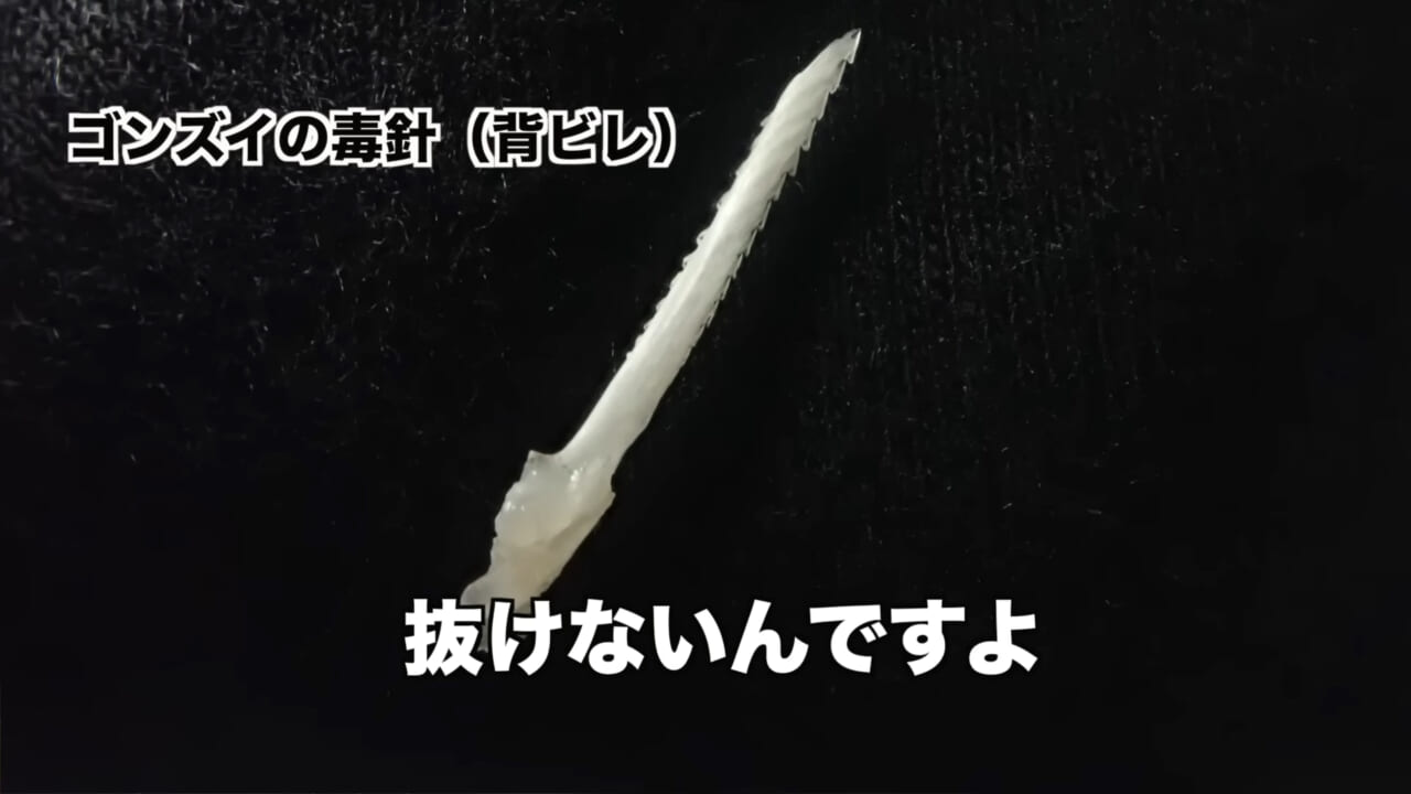 |「身体張りすぎやん…」「刺されて検証」毒魚”ゴンズイ”に刺されたら入浴剤で治るは本当なのか…