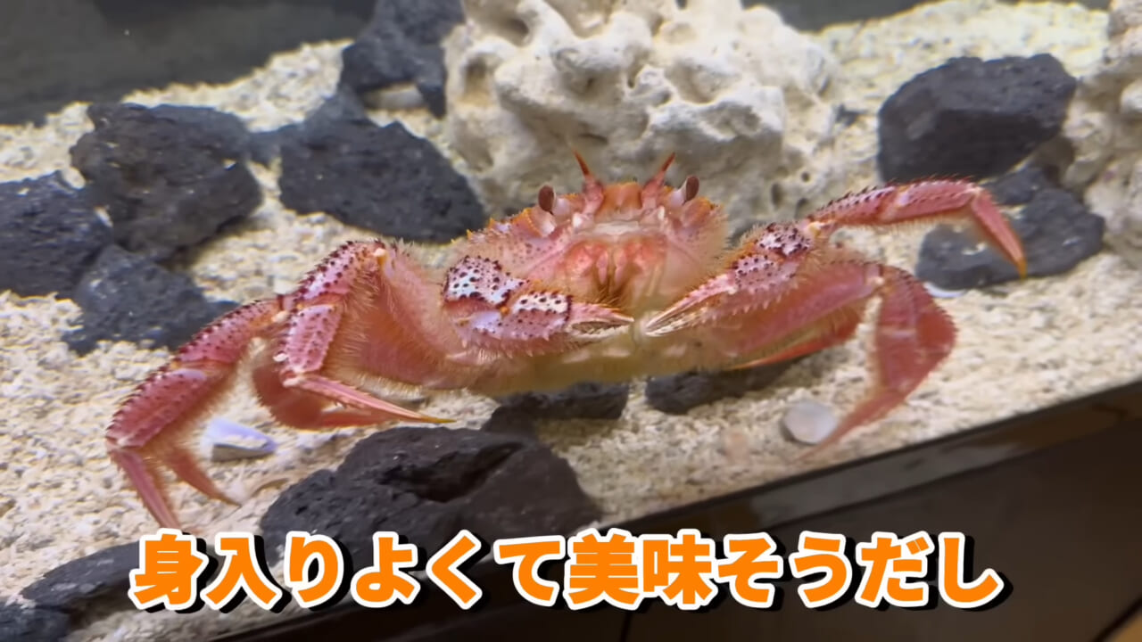 |「これはマジでやばい」スーパーに売れ残っていた『化け物』を飼育してみると…。「すごい映像」「感動しました」