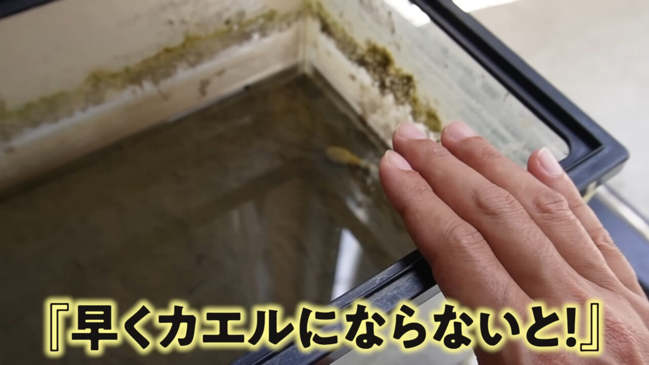 |「ヤバい、突然変異です」捕まえた『白いオタマジャクシ』を育ててみたらまさかの…。「何色のカエルになるのか、検証します」