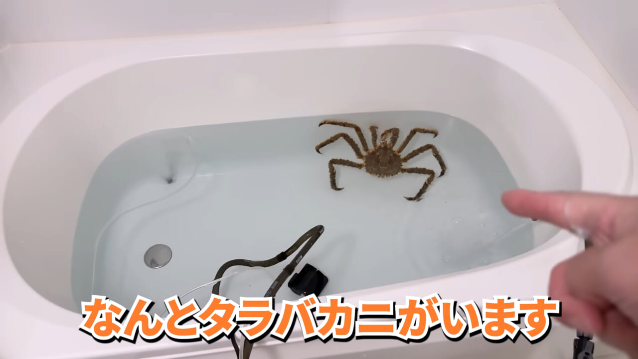 |「マジで育てるのか…」お風呂で『タラバガニ』を飼ったら…。「死んだら食材です」驚きの動画に話題殺到。