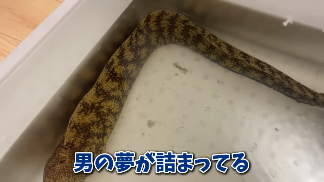 ｜「そんなことあるかぁ！」鮮魚店で売っていた『ウツボ』をペットにしたらヤバすぎた。衝撃の飼育シーンに話題殺到。