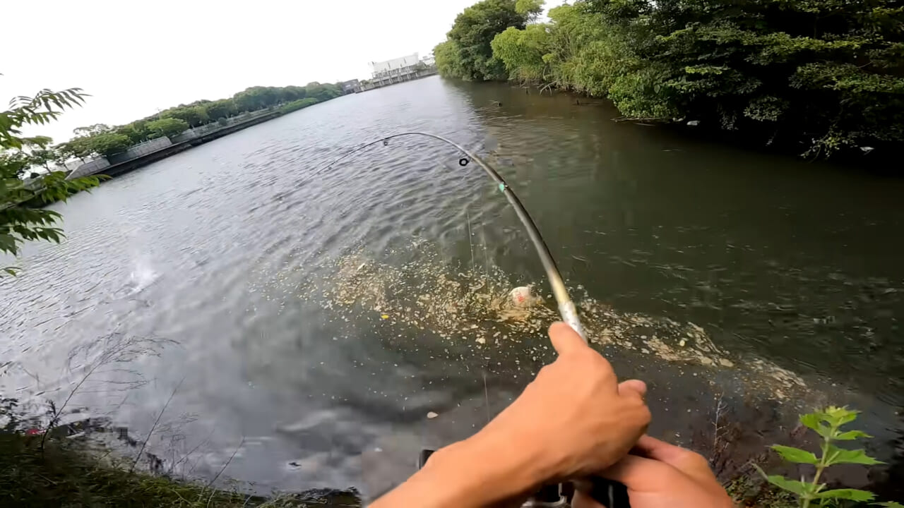 ｜「うわぁ、キタキタ」「デカすぎ…」“巨大魚”が潜む川に食パンを投入→10秒後にまさかの『化け物』サイズが登場。