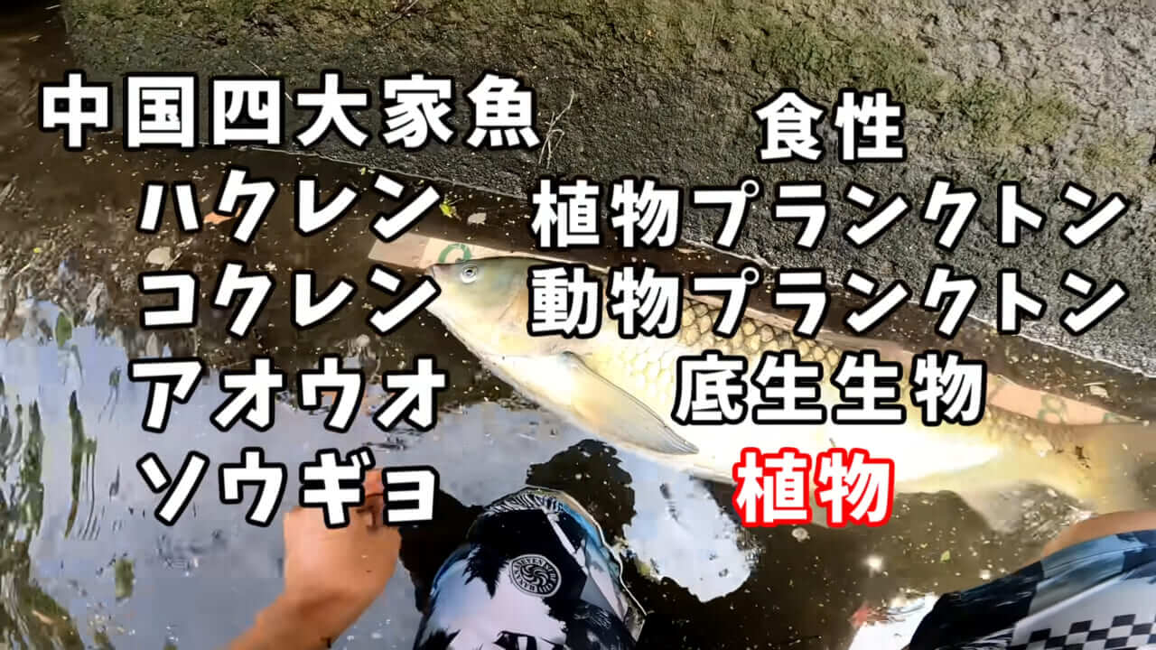 ｜「うわぁ、キタキタ」「デカすぎ…」“巨大魚”が潜む川に食パンを投入→10秒後にまさかの『化け物』サイズが登場。
