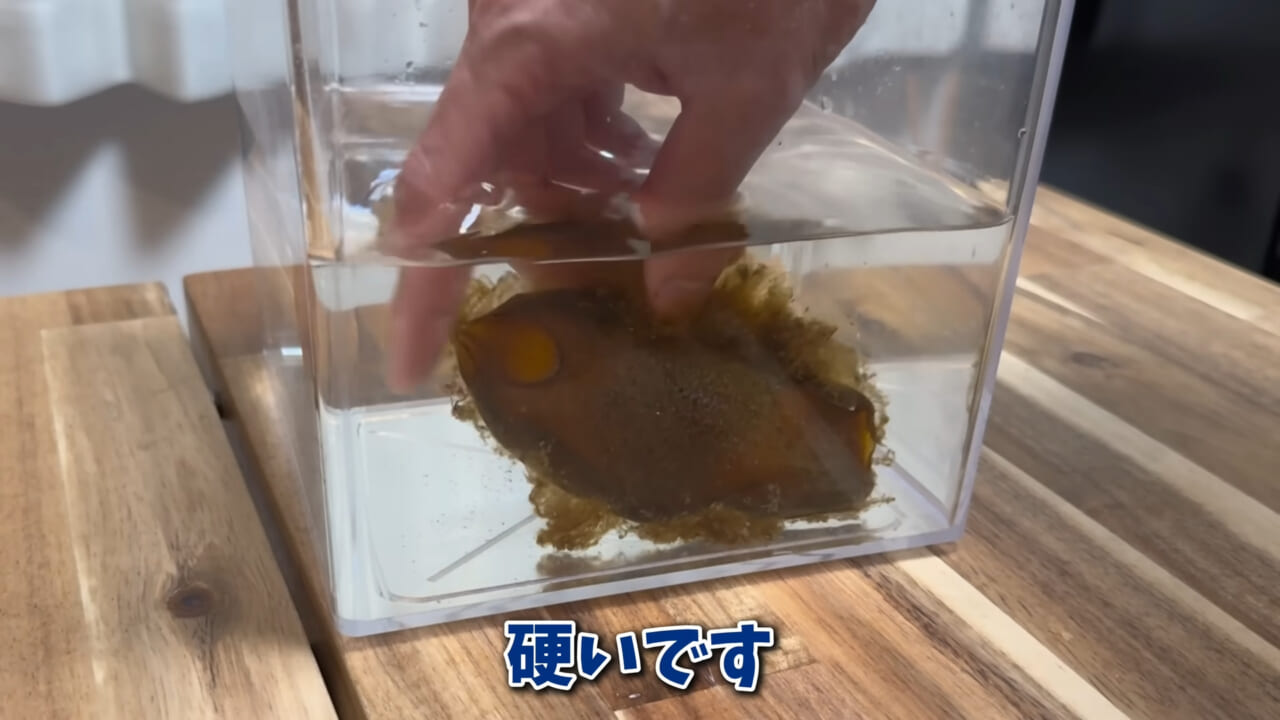|「まさか本当に」「中でめちゃくちゃ動いてる」スーパーに“1000円”で売っていた『サメの卵』を温めた結果。「家族にします」