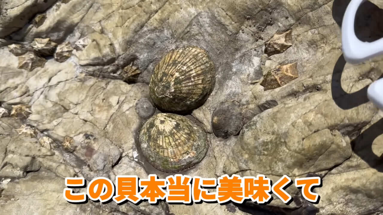 ｜「コレ、普通に捕まります」“磯の水”を全部抜いたら、出てきたものがヤバすぎた。「海保に通報です」