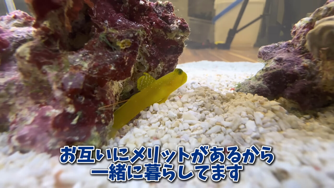 ｜「まさか本当に」「中でめちゃくちゃ動いてる」スーパーに“1000円”で売っていた『サメの卵』を温めた結果。「家族にします」