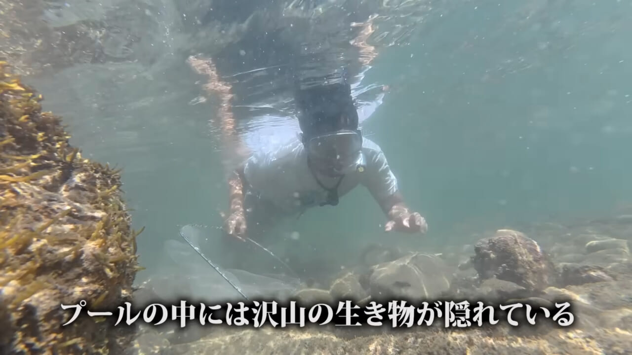 |「嚙まれたらエグれる…」「アレの匂い」海のプールに取り残された『モンスター』を捕獲。実際に食べてみた結果。