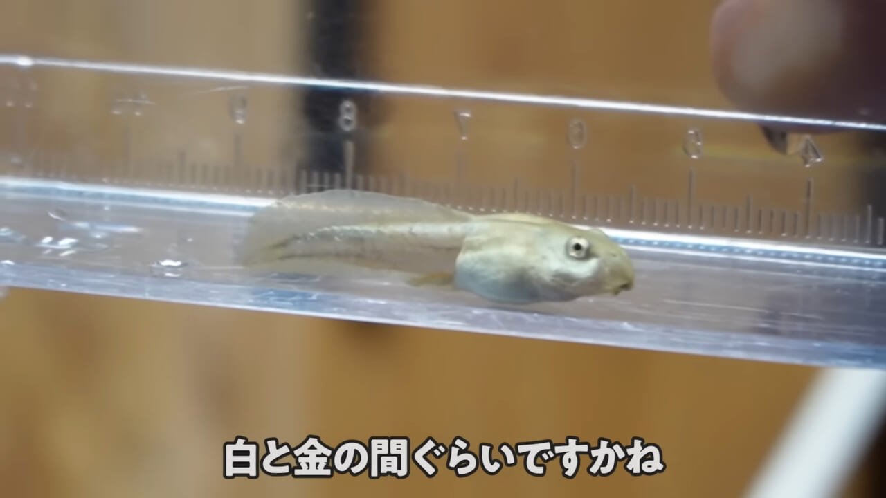 |「ヤバい、突然変異です」捕まえた『白いオタマジャクシ』を育ててみたらまさかの…。「何色のカエルになるのか、検証します」