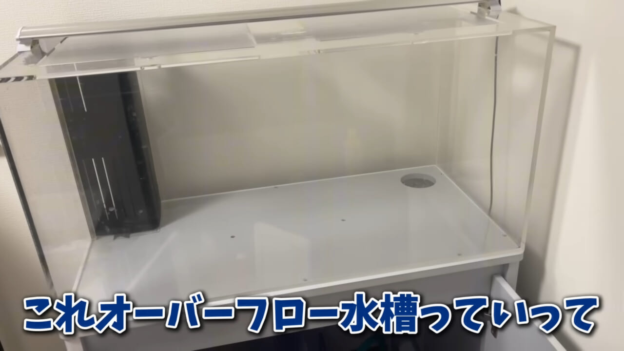 |「そんなことあるかぁ!」鮮魚店で売っていた『ウツボ』をペットにしたらヤバすぎた。衝撃の飼育シーンに話題殺到。