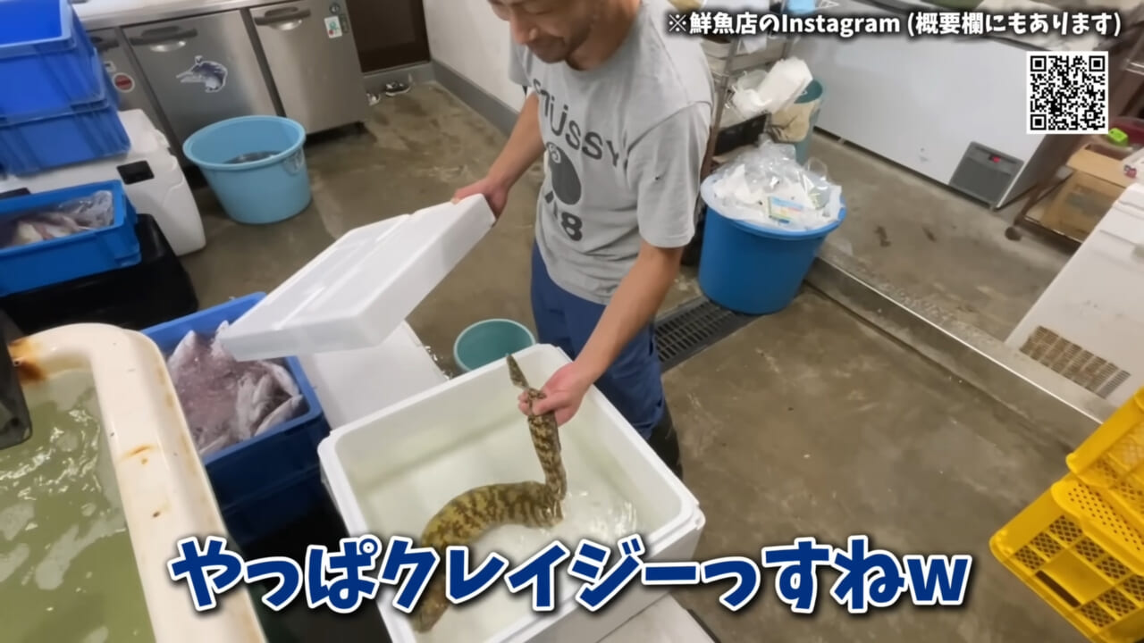 ｜「そんなことあるかぁ！」鮮魚店で売っていた『ウツボ』をペットにしたらヤバすぎた。衝撃の飼育シーンに話題殺到。