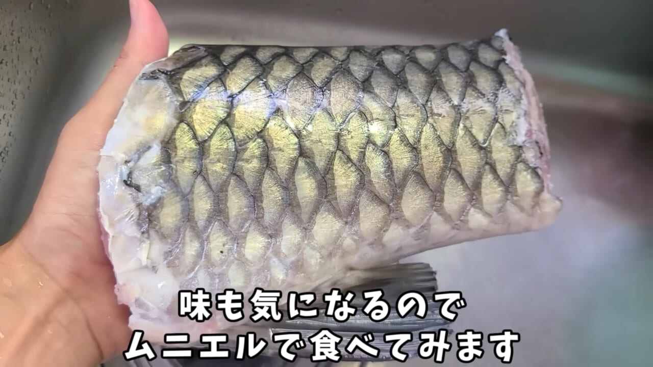 ｜「うわぁ、キタキタ」「デカすぎ…」“巨大魚”が潜む川に食パンを投入→10秒後にまさかの『化け物』サイズが登場。