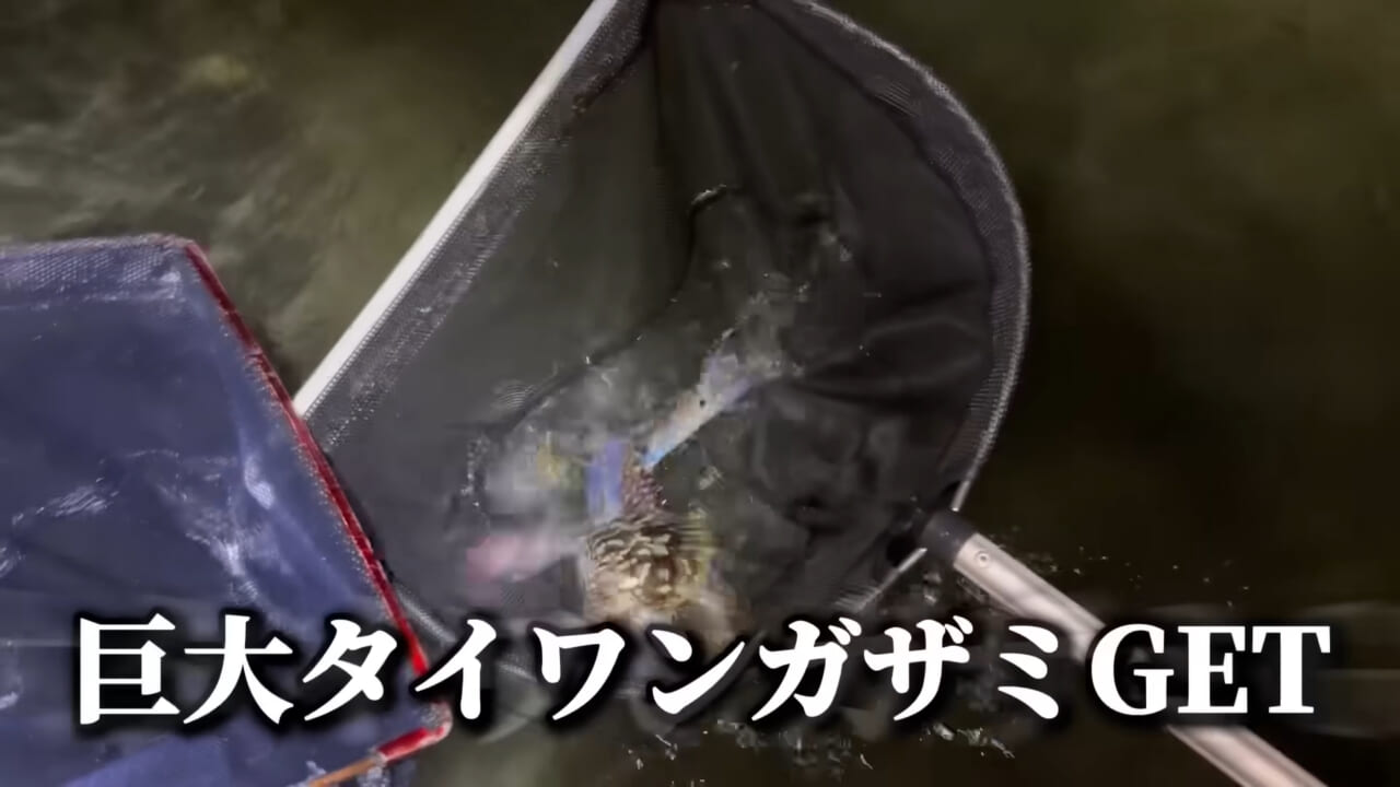 ｜「コレ、普通に捕まります」“磯の水”を全部抜いたら、出てきたものがヤバすぎた。「海保に通報です」
