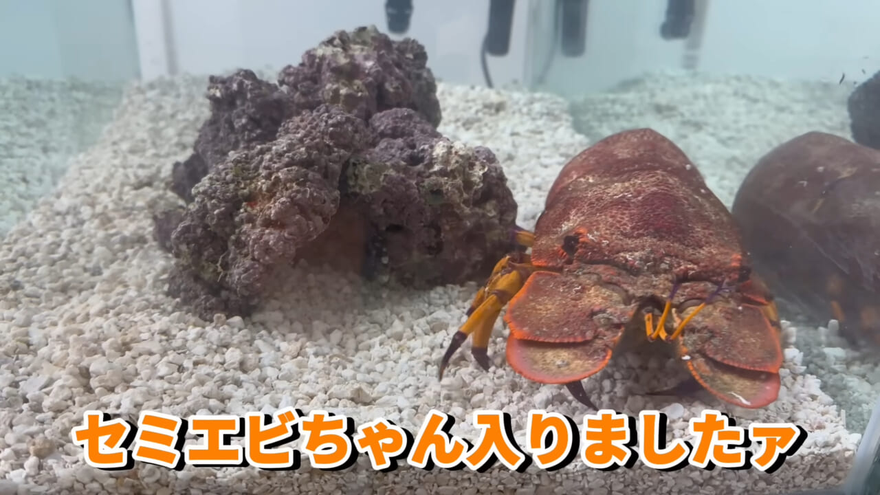|「これはマジでやばい」スーパーに売れ残っていた『化け物』を飼育してみると…。「すごい映像」「感動しました」