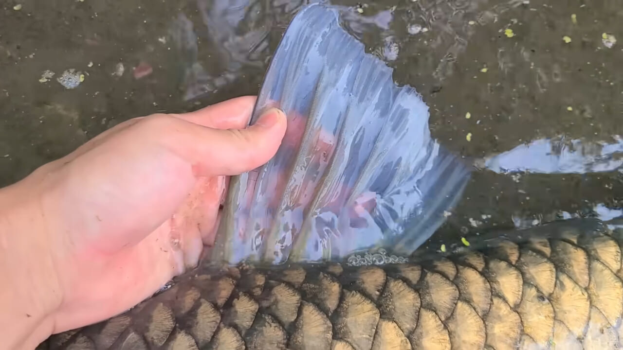 ｜「うわぁ、キタキタ」「デカすぎ…」“巨大魚”が潜む川に食パンを投入→10秒後にまさかの『化け物』サイズが登場。