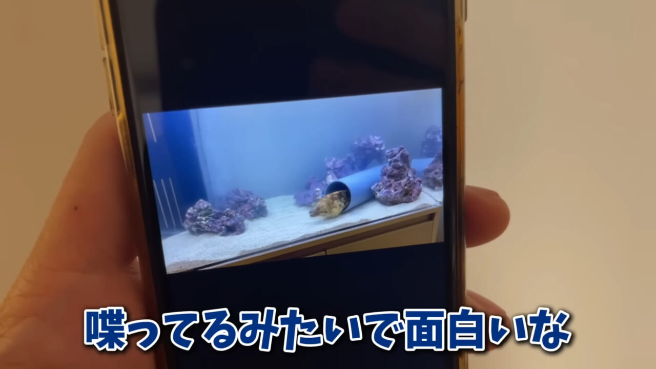 ｜「そんなことあるかぁ！」鮮魚店で売っていた『ウツボ』をペットにしたらヤバすぎた。衝撃の飼育シーンに話題殺到。