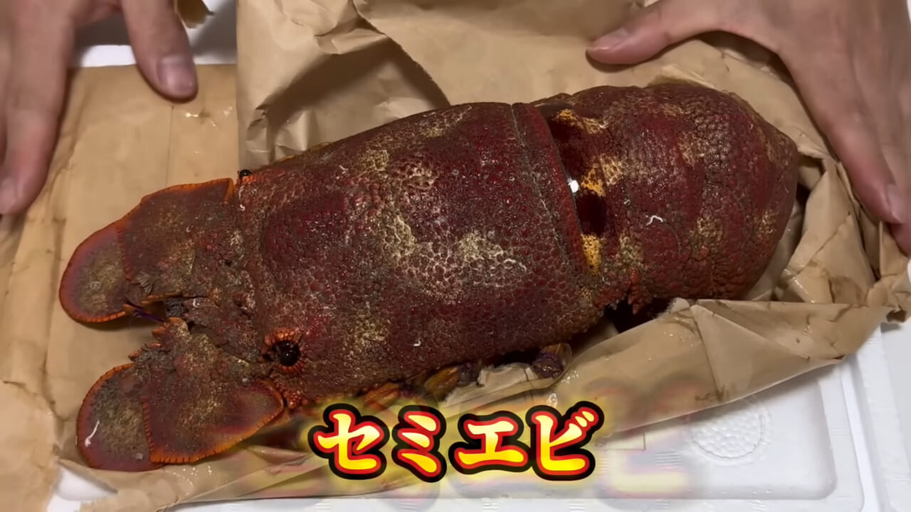 ｜「これはマジでやばい」スーパーに売れ残っていた『化け物』を飼育してみると…。「すごい映像」「感動しました」