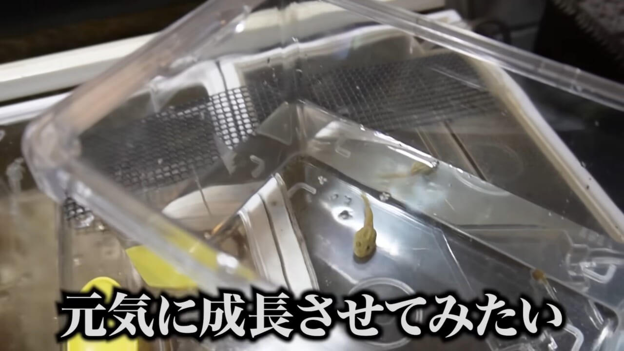 |「ヤバい、突然変異です」捕まえた『白いオタマジャクシ』を育ててみたらまさかの…。「何色のカエルになるのか、検証します」
