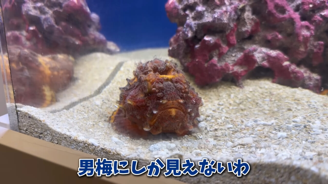 ｜「まさか本当に」「中でめちゃくちゃ動いてる」スーパーに“1000円”で売っていた『サメの卵』を温めた結果。「家族にします」