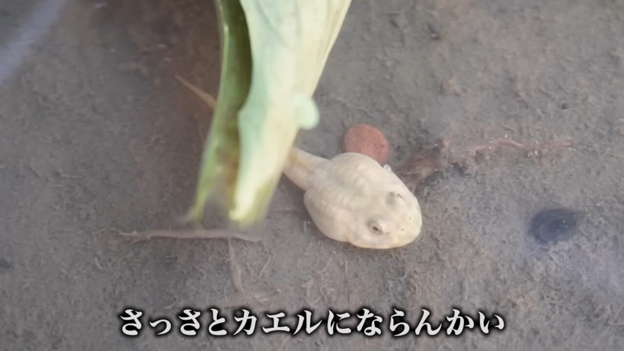 ｜「ヤバい、突然変異です」捕まえた『白いオタマジャクシ』を育ててみたらまさかの…。「何色のカエルになるのか、検証します」