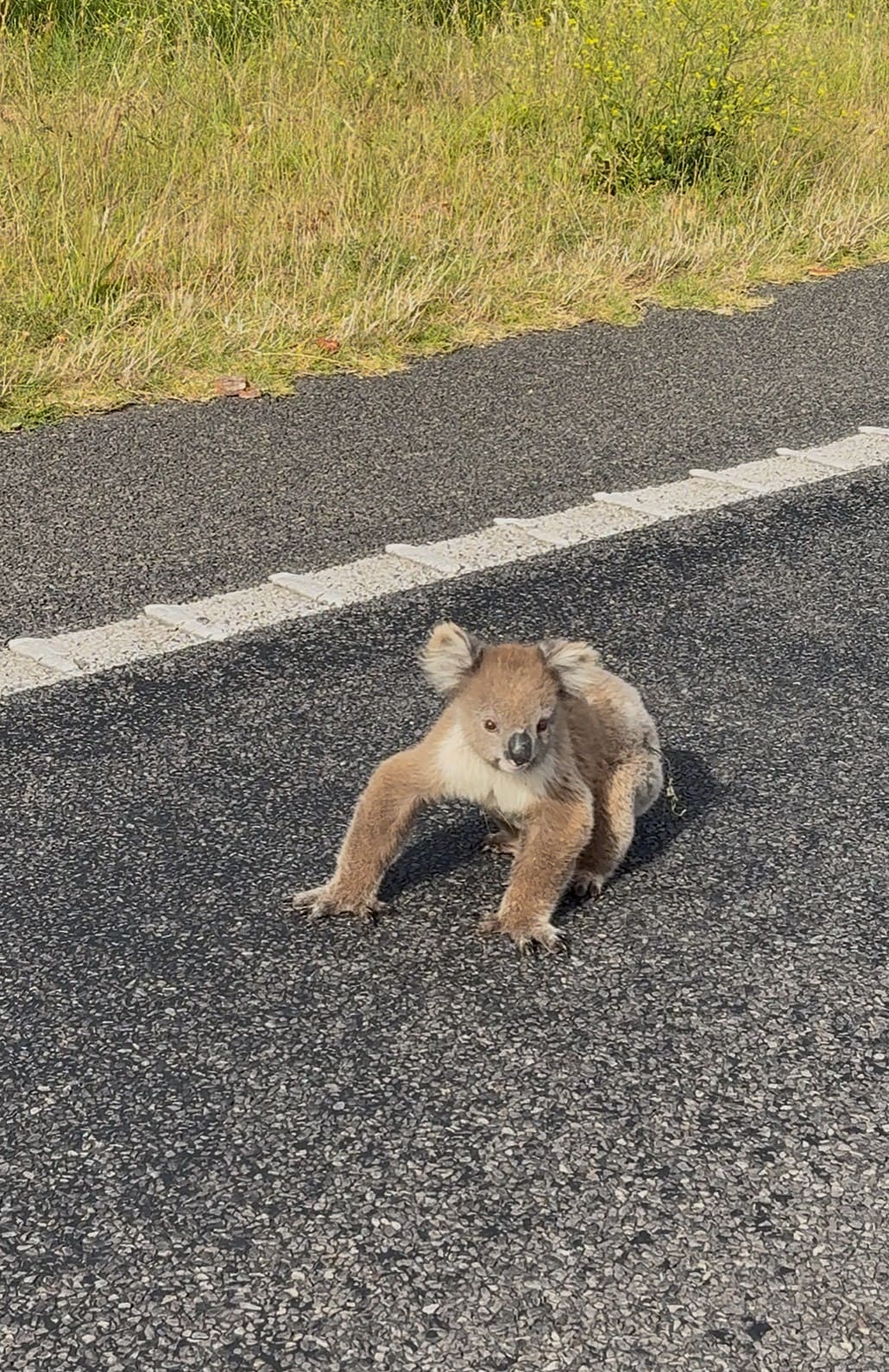 ｜「超珍しい」野生のコアラに遭遇！釣って、走って、出会った2800km。オーストラリア・メルボルンロードトリップ。