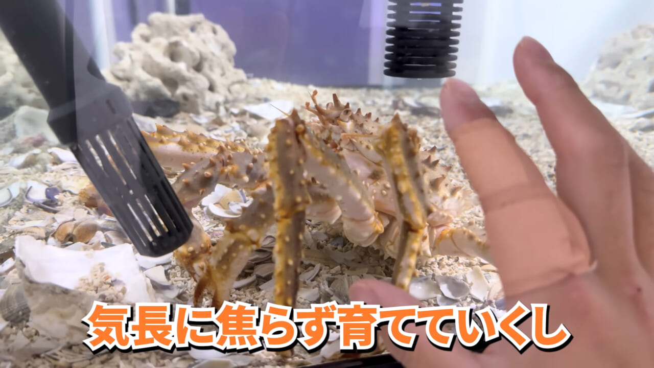 |「マジで育てるのか…」お風呂で『タラバガニ』を飼ったら…。「死んだら食材です」驚きの動画に話題殺到。