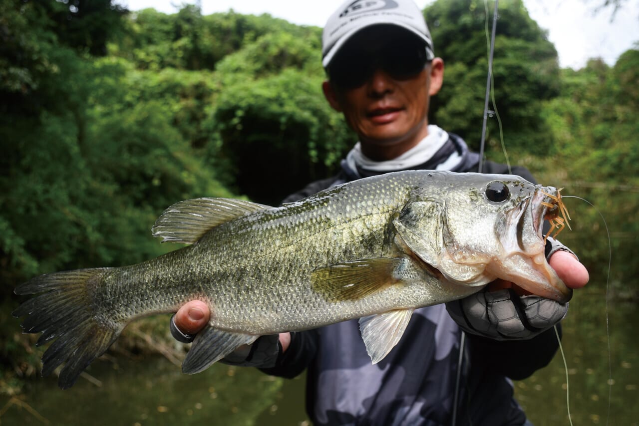 |夏の高滝湖をトップでハメる!オリキン流ボイル攻略とエリア選択の思考法