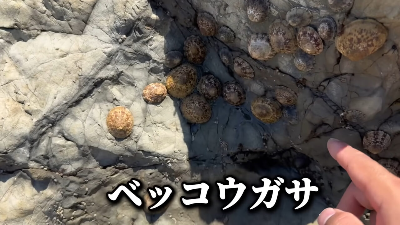 |「コレ、普通に捕まります」“磯の水”を全部抜いたら、出てきたものがヤバすぎた。「海保に通報です」