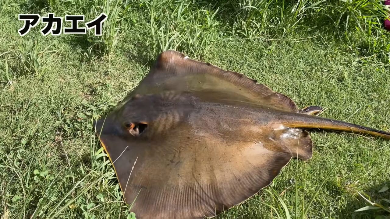 |「うぉー、痛ってえええ」東京湾にも生息する『身近な危険生物』に刺されたらこうなった。「この黒いネバネバが“毒液”です」