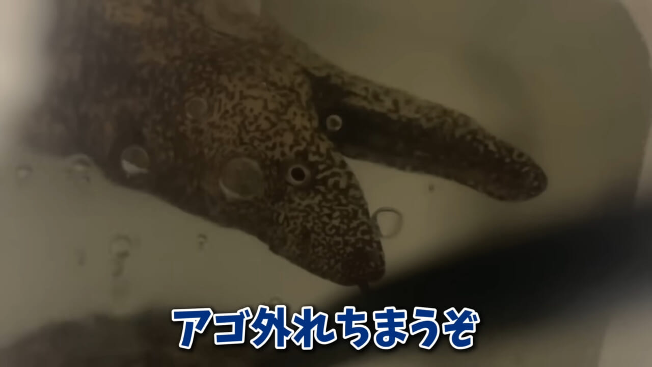 ｜「そんなことあるかぁ！」鮮魚店で売っていた『ウツボ』をペットにしたらヤバすぎた。衝撃の飼育シーンに話題殺到。