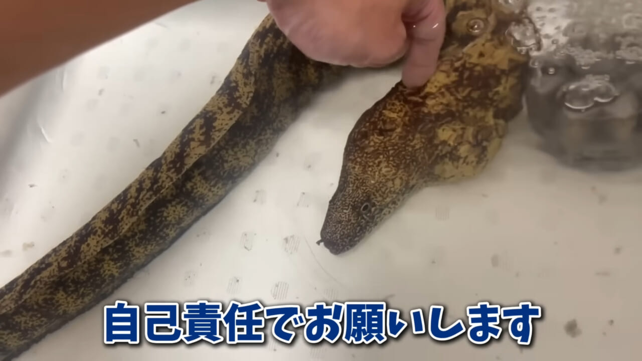 ｜「そんなことあるかぁ！」鮮魚店で売っていた『ウツボ』をペットにしたらヤバすぎた。衝撃の飼育シーンに話題殺到。