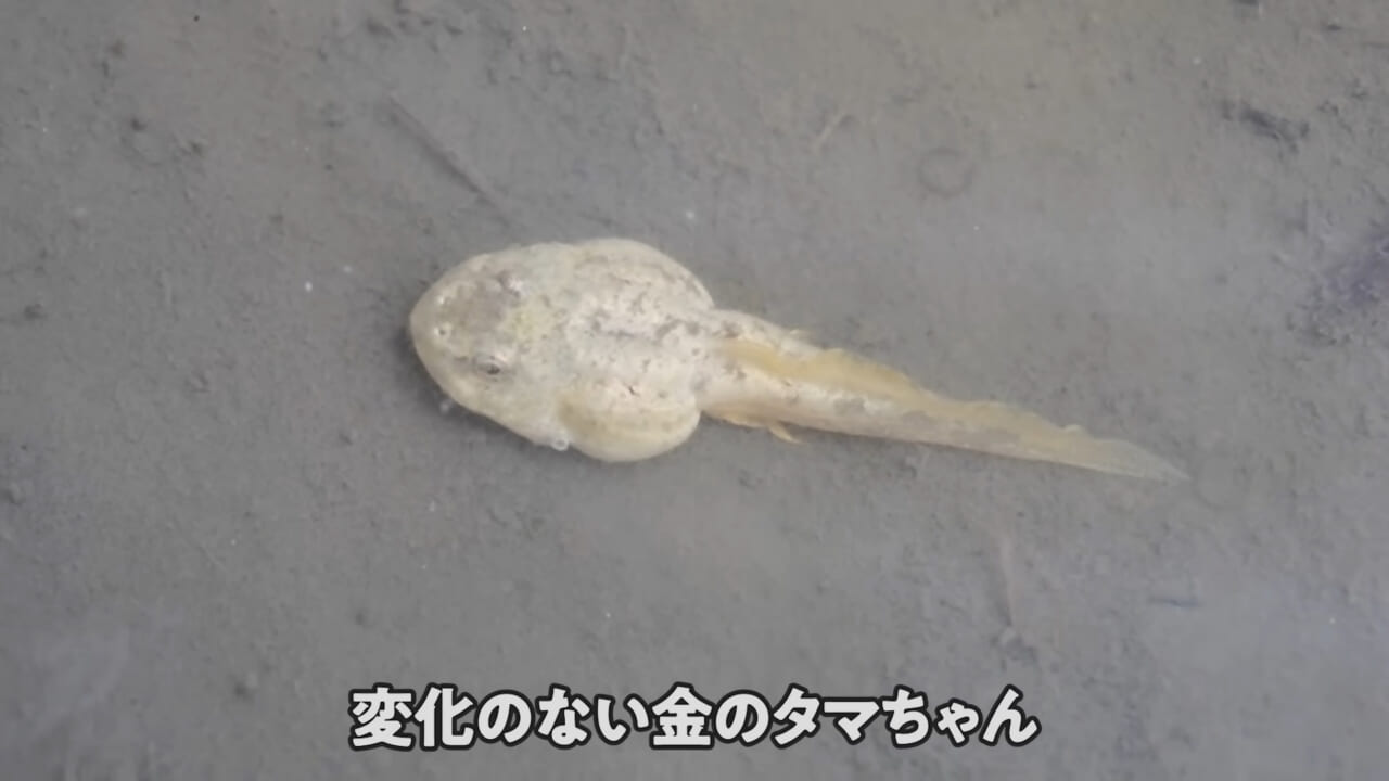 ｜「ヤバい、突然変異です」捕まえた『白いオタマジャクシ』を育ててみたらまさかの…。「何色のカエルになるのか、検証します」