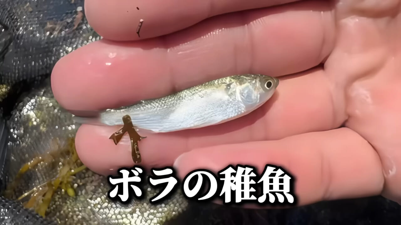 ｜「コレ、普通に捕まります」“磯の水”を全部抜いたら、出てきたものがヤバすぎた。「海保に通報です」
