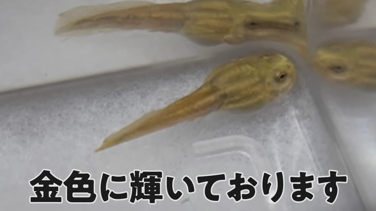 ｜「ヤバい、突然変異です」捕まえた『白いオタマジャクシ』を育ててみたらまさかの…。「何色のカエルになるのか、検証します」