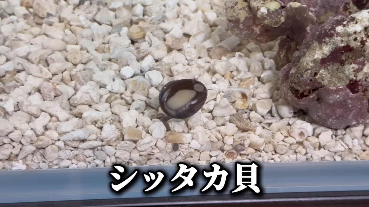 ｜「これはマジでやばい」スーパーに売れ残っていた『化け物』を飼育してみると…。「すごい映像」「感動しました」
