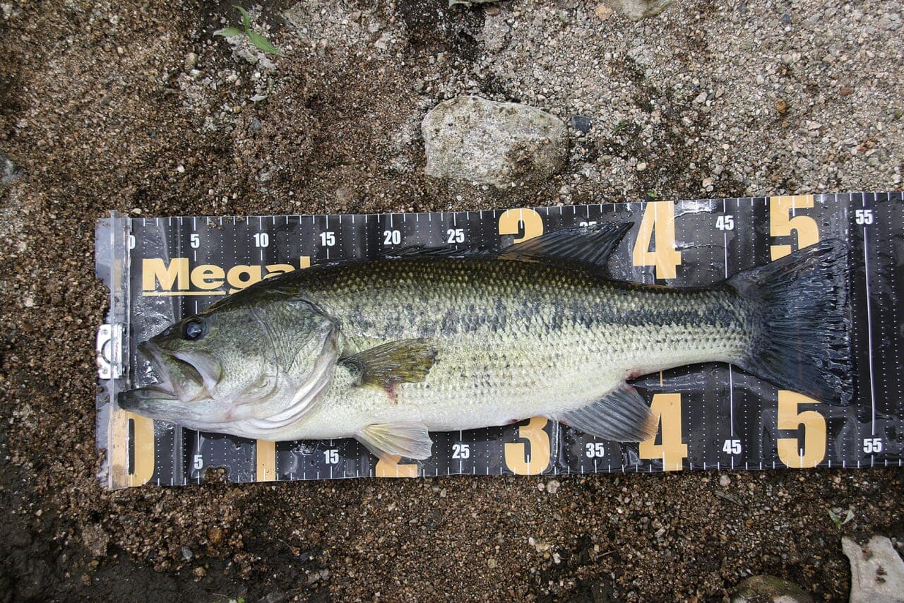 |激釣!夏のオカッパリを制する装備と攻略法を植盛幹太が伝授!【カンタスタイル】
