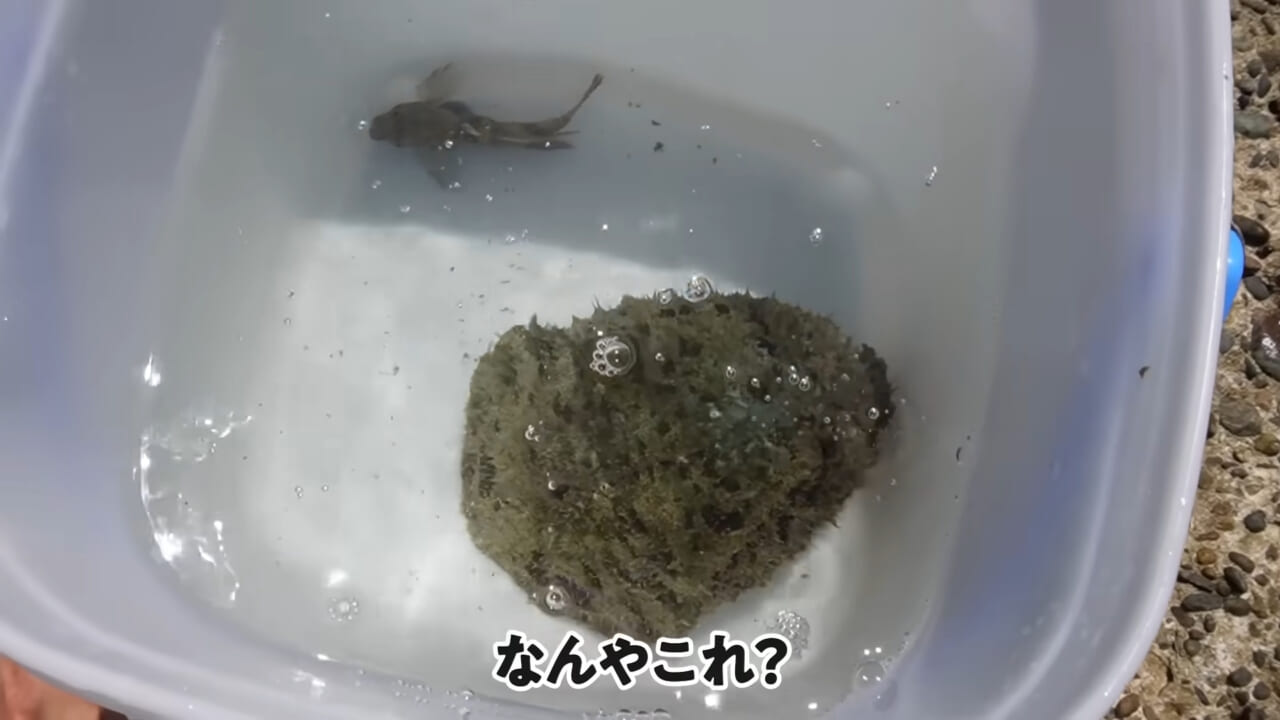 |「嚙まれたらエグれる…」「アレの匂い」海のプールに取り残された『モンスター』を捕獲。実際に食べてみた結果。