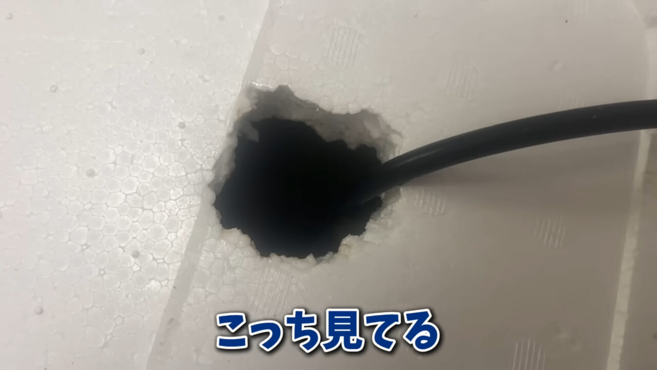 ｜「そんなことあるかぁ！」鮮魚店で売っていた『ウツボ』をペットにしたらヤバすぎた。衝撃の飼育シーンに話題殺到。
