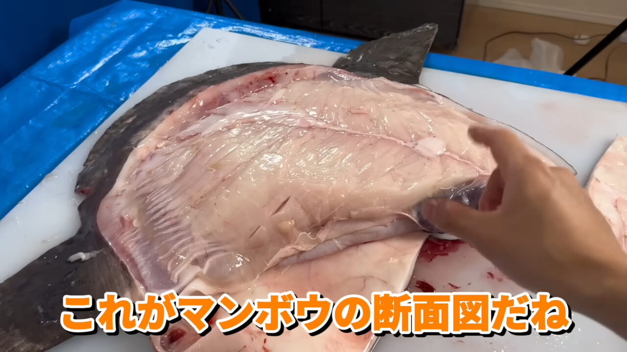 ｜「脳みそ小さすぎ」「これは脱帽だわ」マンボウをさばいた結果がとんでもなかった。