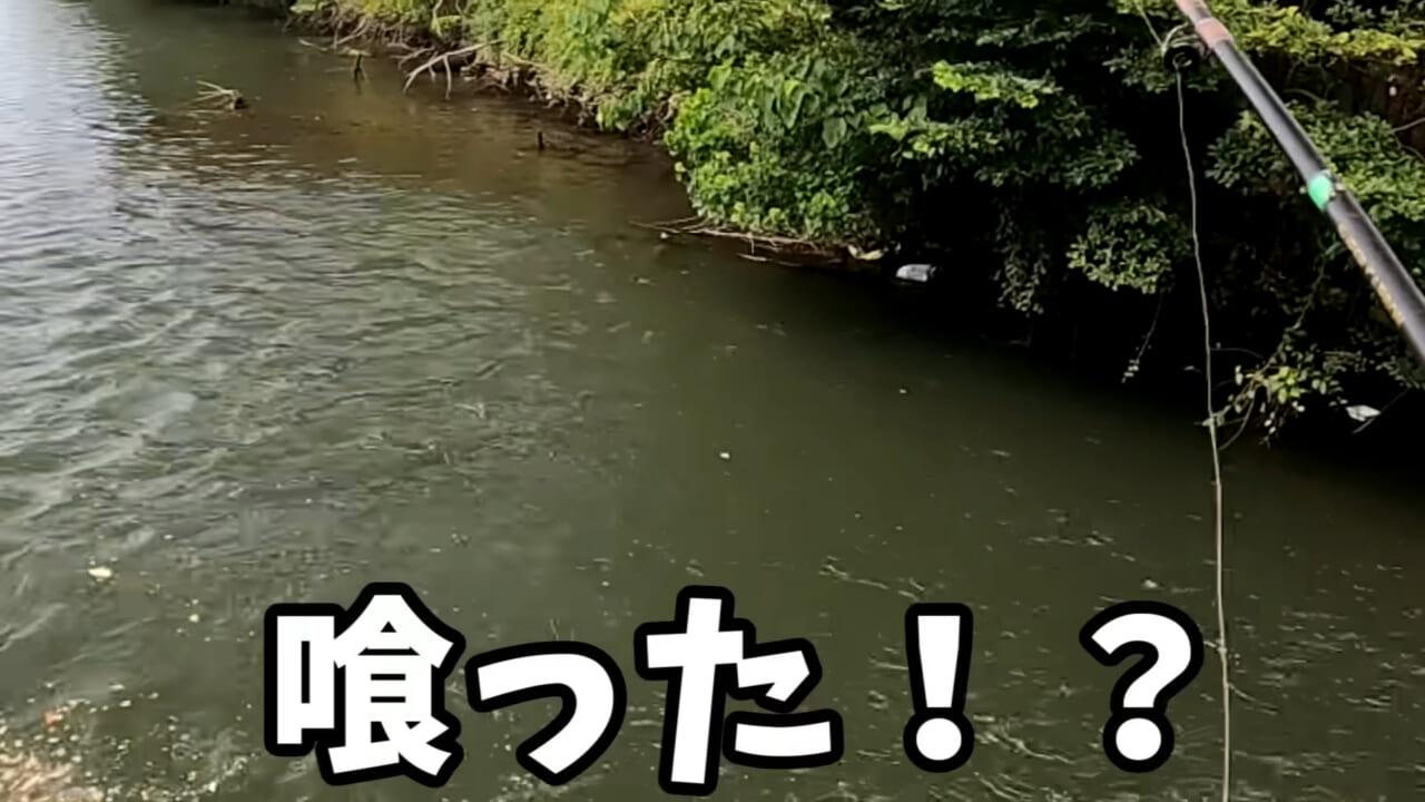 |「うわぁ、キタキタ」「デカすぎ…」“巨大魚”が潜む川に食パンを投入→10秒後にまさかの『化け物』サイズが登場。
