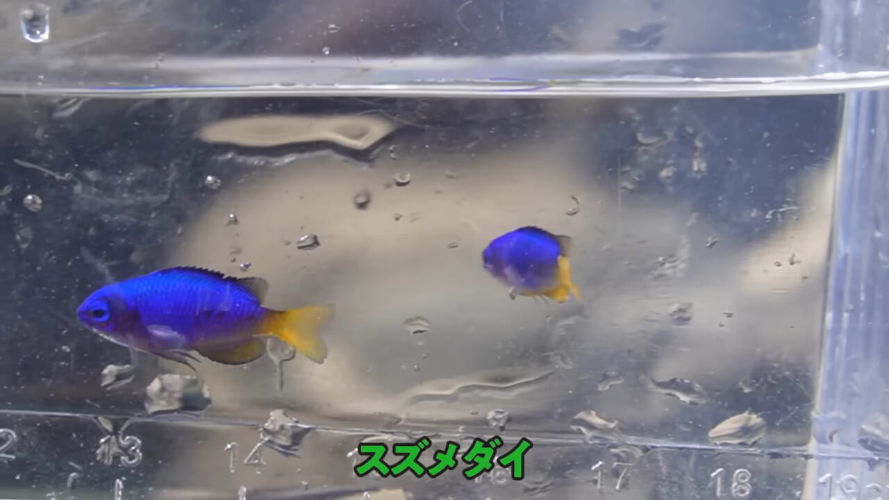 ｜「嚙まれたらエグれる…」「アレの匂い」海のプールに取り残された『モンスター』を捕獲。実際に食べてみた結果。